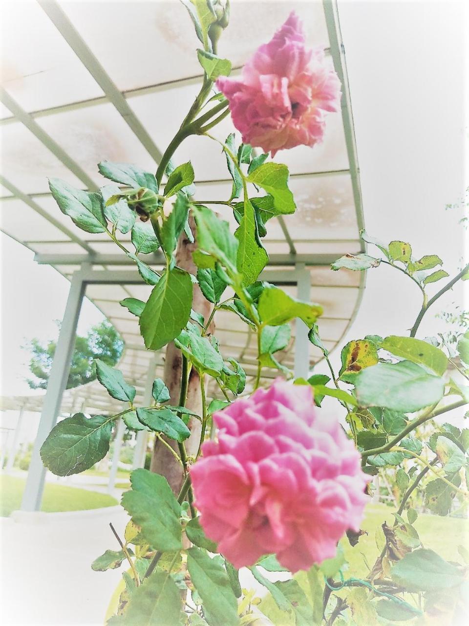 The White Garden Premier Saraburi Hotell Ban Dao Ruang  Eksteriør bilde